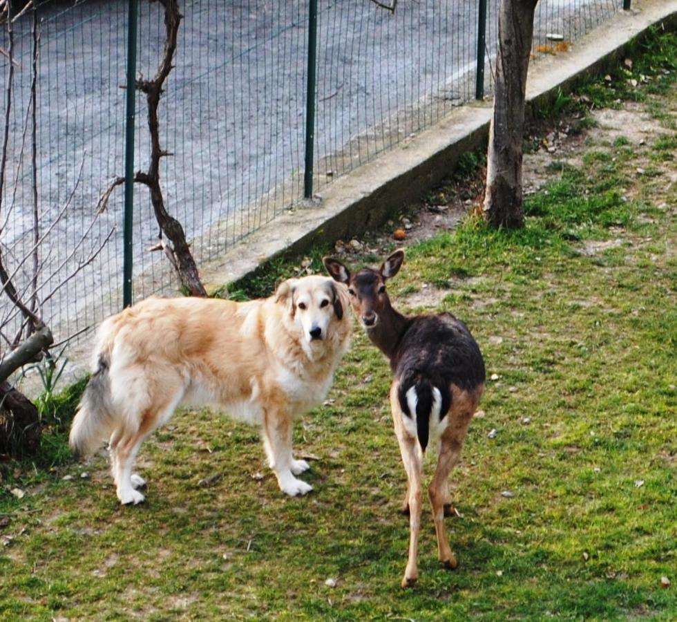 Bed and Breakfast Segni E Impronta Finale Ligure Exterior foto
