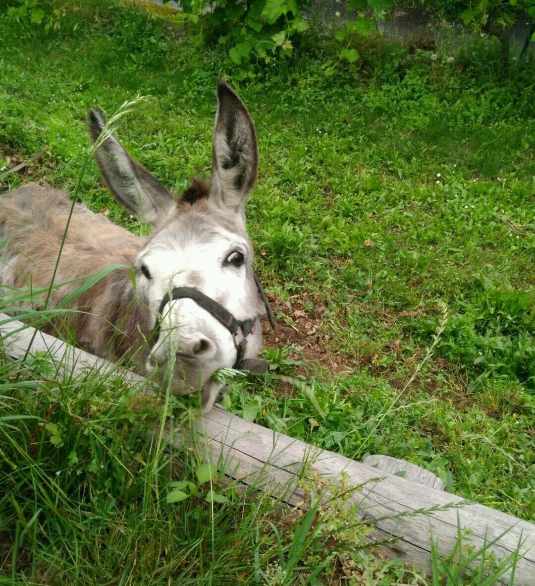 Bed and Breakfast Segni E Impronta Finale Ligure Exterior foto